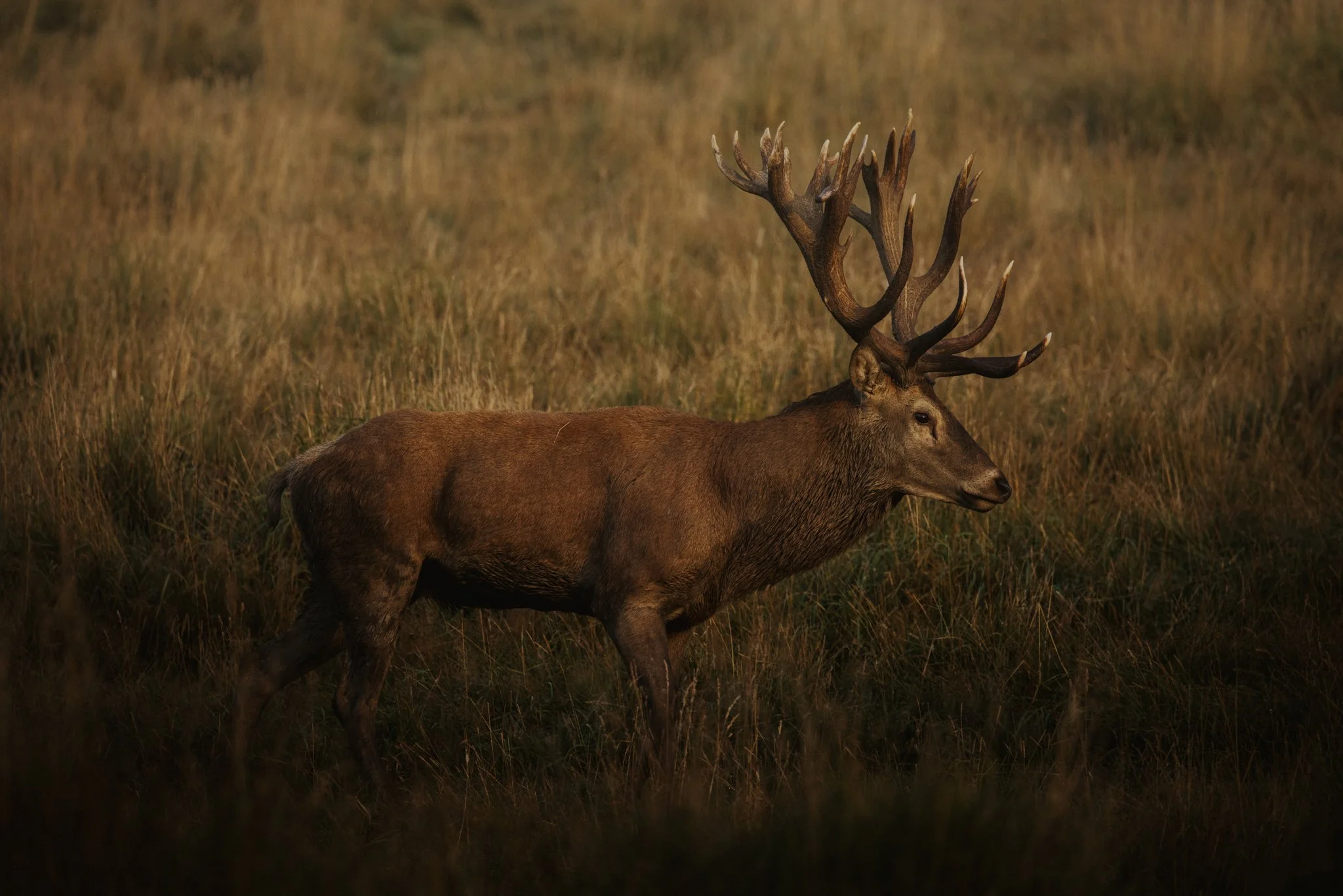 Hunt Red Stag in New Zealand | South Pacific Safaris — South